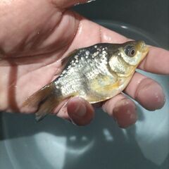 金魚　玉サバ　キャリコ玉サバ　水槽の画像