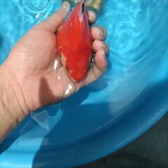 金魚　玉サバ　キャリコ玉サバ　水槽の画像