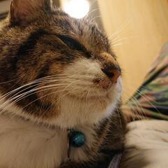 家族が見つかりました。ありがとうございました。永遠の子猫 ドワー...