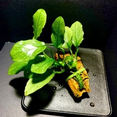1)アヌビアスナナ ジェイド石巻きの画像