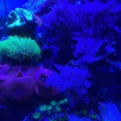 ウミアザミサンゴの画像