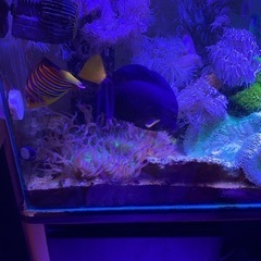ウミアザミサンゴの画像