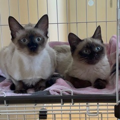 ★ もっこもこシャムmix長毛、妹の兄弟も保護しました。去勢、避妊予定です。落ち着いたら再投稿します。よろしくお願いいたします。シャムmix2匹メス、黒猫オスの仲良し3匹兄弟の仔猫です🐱 - 阿波市