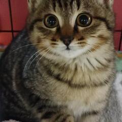 キジ猫の女の子( ơ ᴗ ơ )꒰ᐡ⸝⸝ᴗ̤ ̫ ɞ̴̶̷⸝⸝꒱💕𖤐