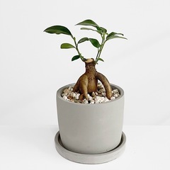 観葉植物 ガジュマル
