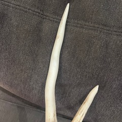 鹿の角の画像