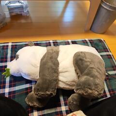 パンダの画像