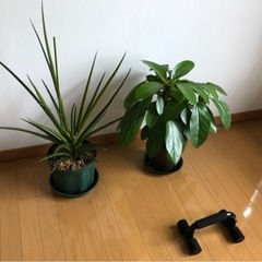 観葉植物２つ　ラストセール‼️