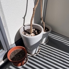 【受け渡し予定者決定】植木鉢３個の画像
