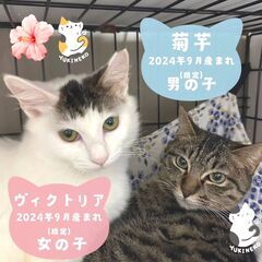 2/23　日曜日　譲渡会in川崎市動物愛護センター　子猫から大人猫まで - 川崎市