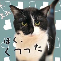 2/23　日曜日　譲渡会in川崎市動物愛護センター　子猫から大人猫まで - 猫