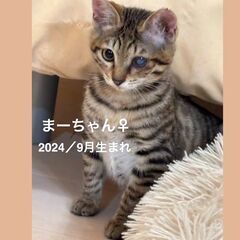 2/23　日曜日　譲渡会in川崎市動物愛護センター　子猫から大人猫まで − 神奈川県