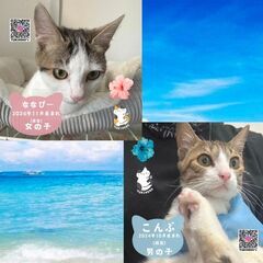 2/23　日曜日　譲渡会in川崎市動物愛護センター　子猫から大人猫まで - 里親募集