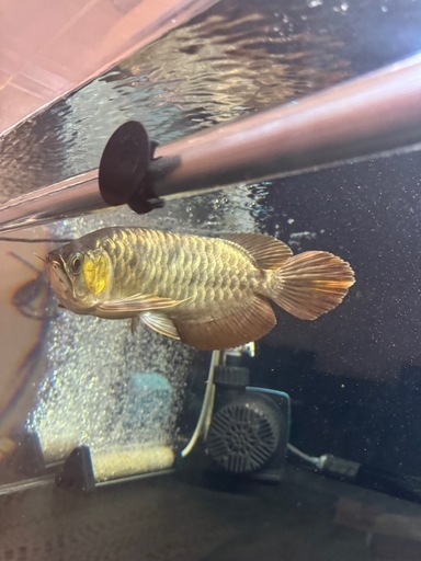 熱帯魚　
アロワナ
