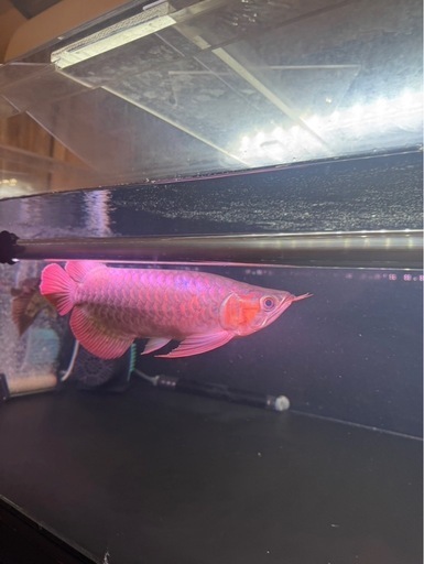 熱帯魚　
アロワナ