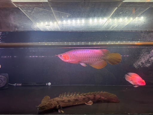 熱帯魚　
アロワナ