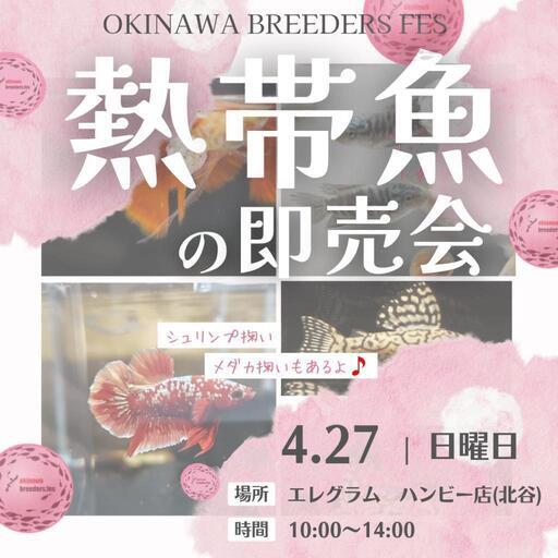 熱帯魚の即売会in北谷4月27日沖縄ブリーダーズフェス2025春