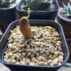 パキプス根挿し