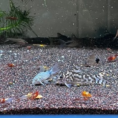超値下げコリドラスアルビノカウディマキュラータス？1匹(熱帯魚