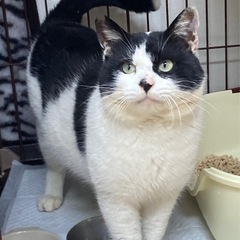 【トライアル決定致しました】ハチワレ　えいとくん　推定4歳　おっ...
