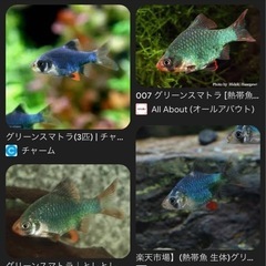 熱帯魚　里親募集の画像