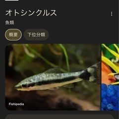 熱帯魚　里親募集の画像