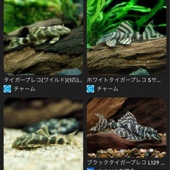 熱帯魚　里親募集の画像