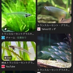 熱帯魚　里親募集の画像