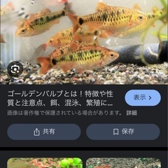 熱帯魚　里親募集