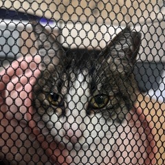 1歳　小ぶりのシロキジ　穏やかな甘えんぼ　飼いやすい子　去勢済み...