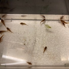 5匹までです🙇‍♀️(250円/匹)　自家繁殖　コリドラスステルバイ　