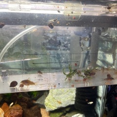 5匹までです🙇‍♀️(250円/匹)　自家繁殖　コリドラスステルバイ　の画像