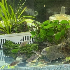 5匹までです🙇‍♀️(250円/匹)　自家繁殖　コリドラスステルバイ　の画像