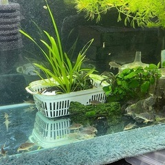 5匹までです🙇‍♀️(250円/匹)　自家繁殖　コリドラスステルバイ　の画像