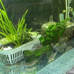 5匹までです🙇‍♀️(250円/匹)　自家繁殖　コリドラスステルバイ　の画像