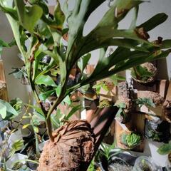 最終価格　ワイドタイプ🌱リドレイ　ワイルドの画像