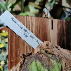 最終価格　ワイドタイプ🌱リドレイ　ワイルドの画像