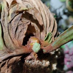最終価格　ワイドタイプ🌱リドレイ　ワイルドの画像