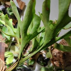 最終価格　ワイドタイプ🌱リドレイ　ワイルドの画像