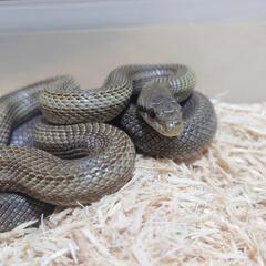 爬虫類(ナミヘビ)の飼育、繁殖 - つくば市
