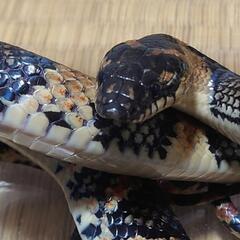 爬虫類(ナミヘビ)の飼育、繁殖 - 友達