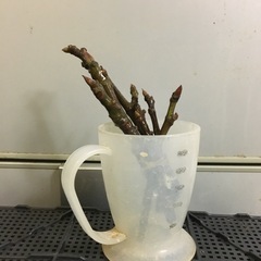 いちじく挿木用　穂木