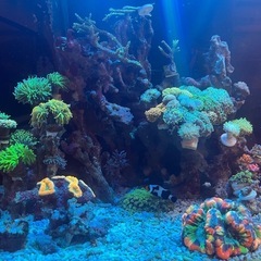 トランペットコーラルの画像