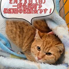 😸抱っこOK😺触れあいOK😽保護猫譲渡会😻
