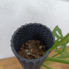 【観葉植物】マドカズラ　ねこチップ&ねこののぼり棒仕立ての画像