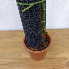 【観葉植物】マドカズラ　ねこチップ&ねこののぼり棒仕立ての画像