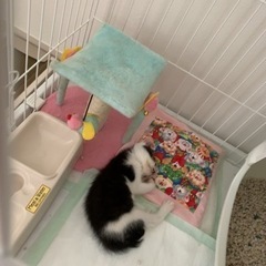 ネコケージ 2段の画像