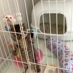 ネコケージ 2段の画像