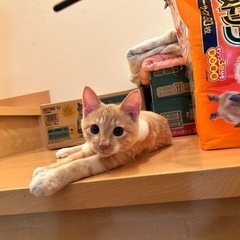 ずっとの家族ができました🍀パステル茶白  仮名：ミエル − 鹿児島県