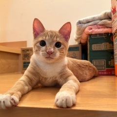 ずっとの家族ができました🍀パステル茶白  仮名：ミエル - 猫
